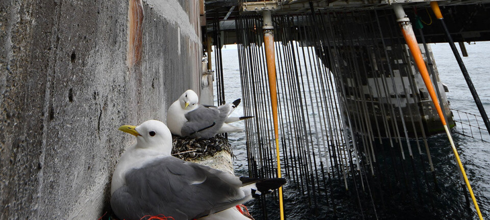 Vulnerable kittiwakes find refuge on offshore oil rigs