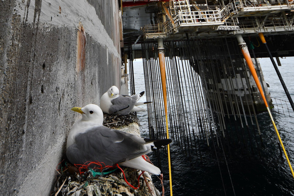 Recent studies have documented kittiwakes colonizing offshore oil rigs.