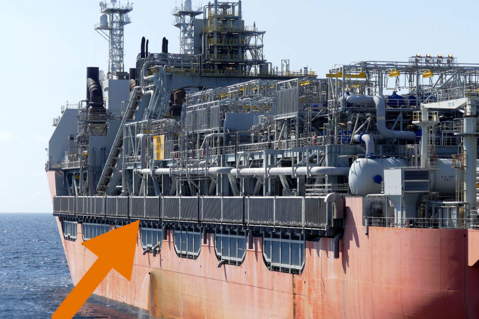 Black-legged kittiwakes breeding alongside a floating production units.