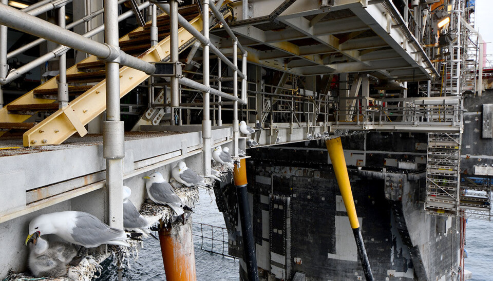 Oil rig kittiwake populations are a valuable contribution to an otherwise vulnerable species.