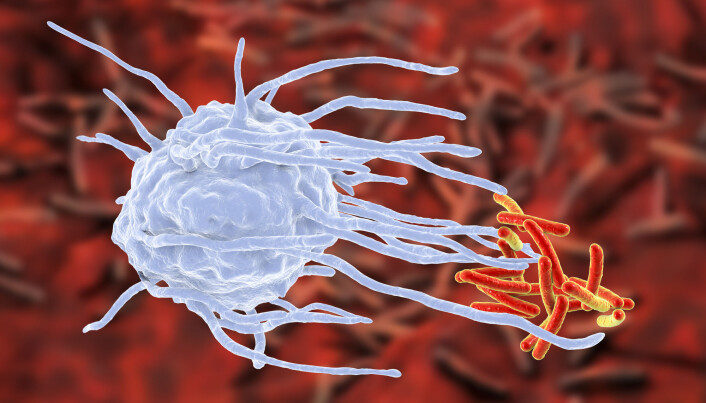 Macrophages (the white cell) are an important part of the innate immune system. In the illustration, it is in the process of neutralizing bacteria. Macrophages (the white cell) are an important part of the innate immune system. In the illustration, it is in the process of neutralizing bacteria.