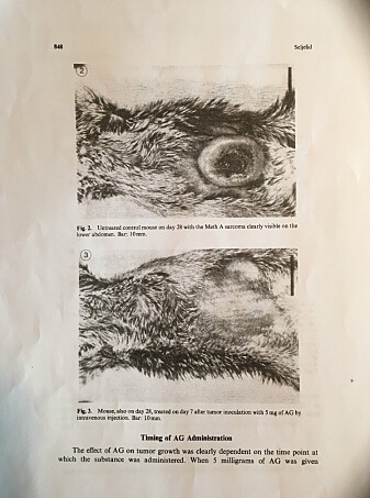 The 1986 research article contains pictures of the huge tumour in animals that didn’t receive beta-glucan. The pictures of the mice that got the substance show only the scar left behind by the tumour that grew on their bellies just a few weeks before. The 1986 research article contains pictures of the huge tumour in animals that didn’t receive beta-glucan. The pictures of the mice that got the substance show only the scar left behind by the tumour that grew on their bellies just a few weeks before.