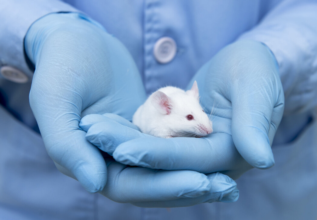 Many studies show that beta-glucans have an effect on mice and other animals. But it’s been difficult to figure out exactly how the substance works. Many studies show that beta-glucans have an effect on mice and other animals. But it’s been difficult to figure out exactly how the substance works.