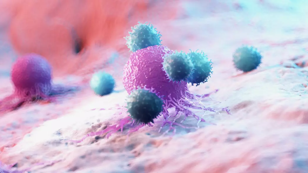 The illustration shows T cells attacking a cancer cell. T cells belong to the specific immune system, but that’s not the only part of the immune system that is important.