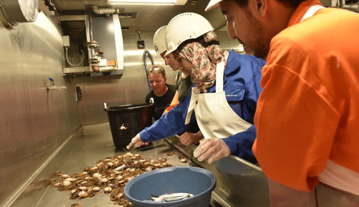 The samples were taken along the north-west African coast by Dr. Fridtjof Nansen during a scientific expedition in May 2017. (Photo: Reidar Toresen / Institute of Marine Research)