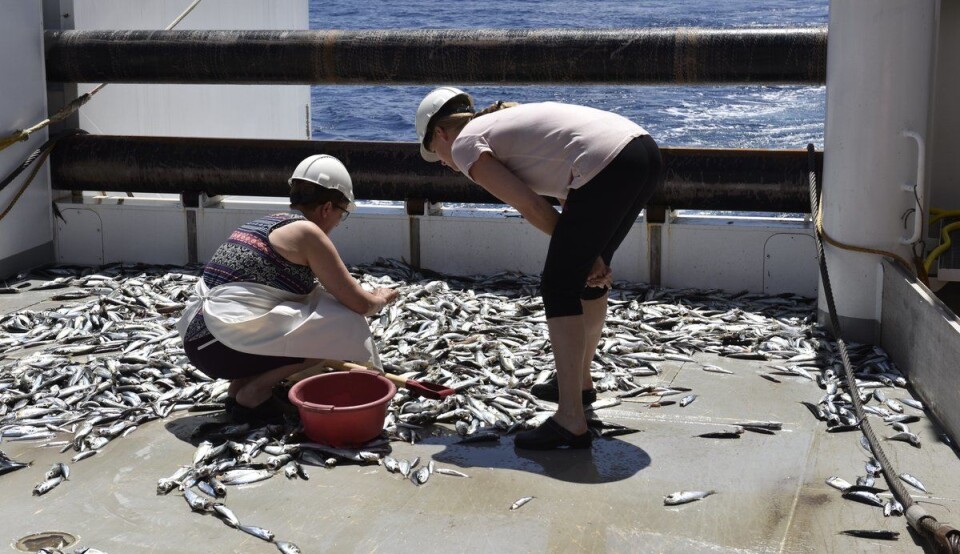 Sorting out the fish on board 'Dr. Fridtjof Nansen'. (Photo: Reidar Toresen / Institute of Marine Research)