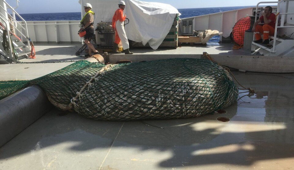 Sardines, anchovies, horse mackerel and axillary seabream contain lots of important minerals and vitamins, particularly if the fish are eaten whole. (Photo: Annbjørg Bøkevoll / Institute of Marine Research)