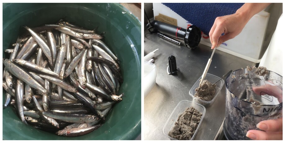 The samples were sent to the Institute of Marine Research for further analysis of nutritional composition.