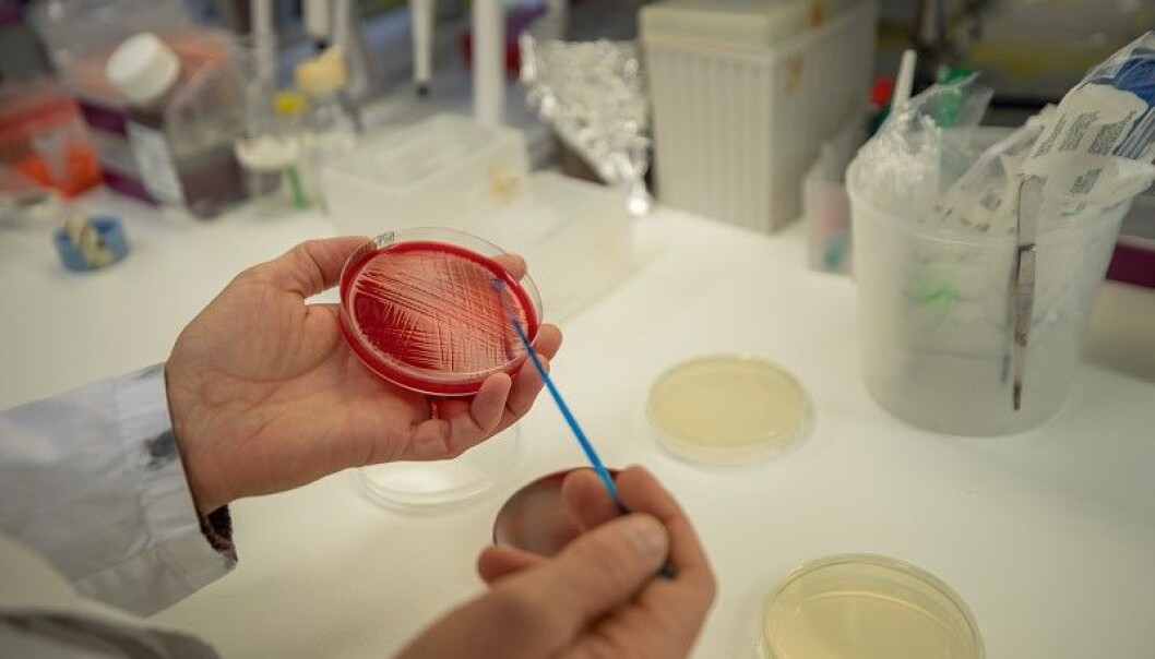 The researchers from the Arctic University of Norway UiT cultivated the new species of bacteria in petri dishes. The researchers from the Arctic University of Norway UiT cultivated the new species of bacteria in petri dishes.