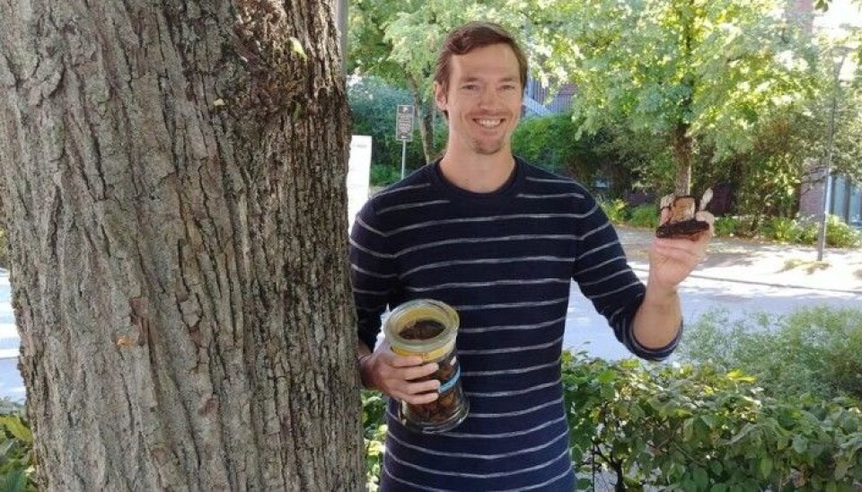 Christian Winther Wold holds up the last pieces of the chaga that he raided from a birch tree in a residential area in Oslo. The jar in the other hand containt chaga collected at Brønnøy.