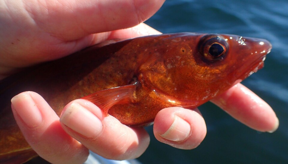 Older cod play a key role in the ecosystem. 'We must try to keep them in the area', says Ann-Elin Wårøy Synnes.