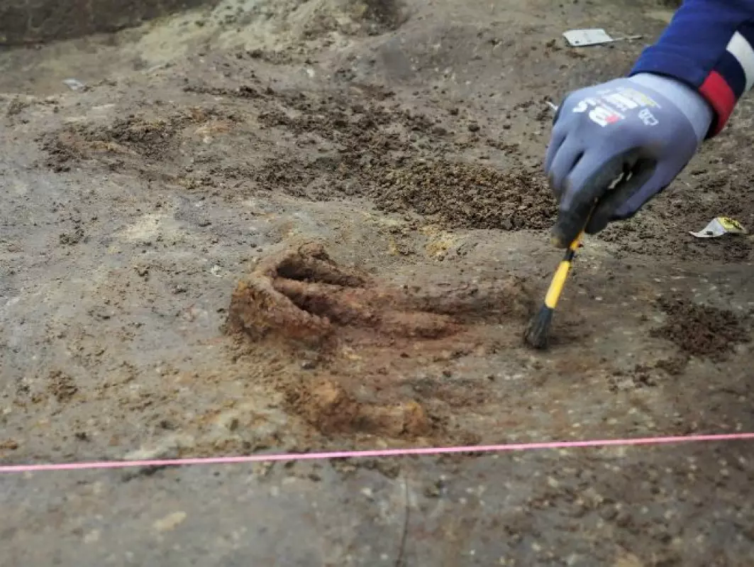 “This is perhaps the finding during the dig that we have been the most enthusiastic about”, says Wenn.<br>“It was really big, and it took time and extra competencies to understand what it was. <a href="https://www.khm.uio.no/english/visit-us/viking-ship-museum/gjellestad-ship/latest-news/a-brand-new-find%21.html">It’s a big nail that was used to fasten the floortimber </a>(the lowermost part of the frame) to the planks in the inner hull construction of the ship. One of the things we really want to be able to is to find out how the ship was constructed. When we found this anchor-shaped rove, we could calculate where the frames of the ship were, using knowledge from other known Viking ships. With this as our guide, we were now able to identify 8-10 of these frames in the soil. Given that the wood here is mostly decomposed, so what we’re looking for is nuances in soil, it was a lot easier to find when we knew where to look”, Wenn explains.<br>“All Viking ships are unique, and all details of construction give us a new understanding of the techniques used to build them.”