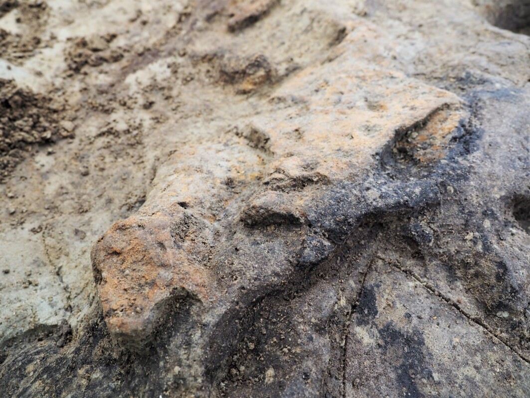 “We’ve found some large bones, inside the ship, and possibly inside or along the outside of the grave chamber, but they are terribly degraded. We hope it will be possible to take out samples and get DNA analyses done, so a bone specialist can tell us what animal it is”, says Wenn. <br>The archaeologists believe the bones are from large animals, perhaps a horse or cattle. They have also found fragments of teeth from animals that will be analysed.<br>The animal bones pictured here (the orange shapes) were uncovered in the mid/northern section of the ship. “We’ve found some large bones, inside the ship, and possibly inside or along the outside of the grave chamber, but they are terribly degraded. We hope it will be possible to take out samples and get DNA analyses done, so a bone specialist can tell us what animal it is”, says Wenn. <br>The archaeologists believe the bones are from large animals, perhaps a horse or cattle. They have also found fragments of teeth from animals that will be analysed.<br>The animal bones pictured here (the orange shapes) were uncovered in the mid/northern section of the ship.