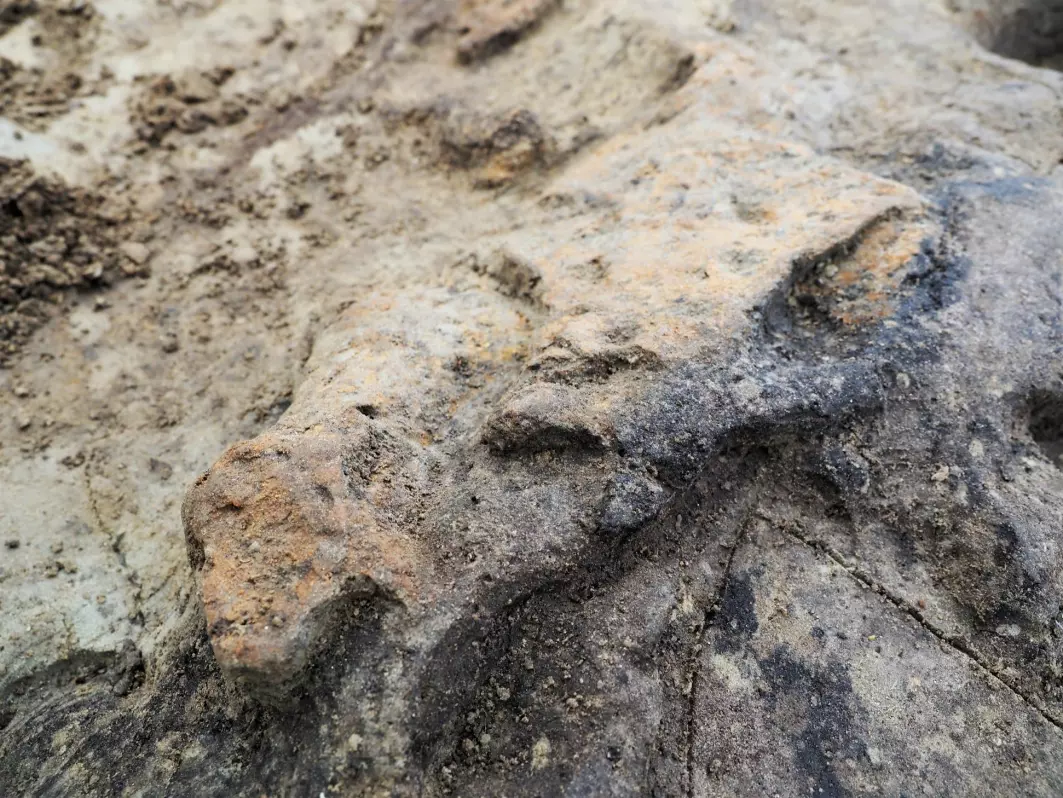 “We’ve found some large bones, inside the ship, and possibly inside or along the outside of the grave chamber, but they are terribly degraded. We hope it will be possible to take out samples and get DNA analyses done, so a bone specialist can tell us what animal it is”, says Wenn. <br>The archaeologists believe the bones are from large animals, perhaps a horse or cattle. They have also found fragments of teeth from animals that will be analysed.<br>The animal bones pictured here (the orange shapes) were uncovered in the mid/northern section of the ship.