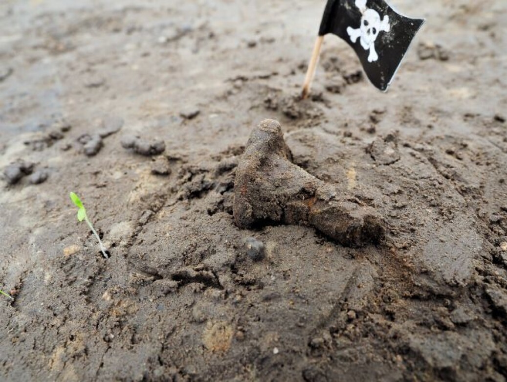 “The most common thing we find are the ship nails. We hope to be able to use the position of these nails in order to create a fabulous 3D model of the ship once we’ve removed all the soil", says Wenn. <a href="https://www.khm.uio.no/english/visit-us/viking-ship-museum/gjellestad-ship/latest-news/what-is-our-most-common-find.html">The mushroom-shape of these nails are due to corrosion.</a><br>The ship nail pictured here, which is almost completely intact, was discovered in situ, meaning in its original place. “The most common thing we find are the ship nails. We hope to be able to use the position of these nails in order to create a fabulous 3D model of the ship once we’ve removed all the soil", says Wenn. <a href="https://www.khm.uio.no/english/visit-us/viking-ship-museum/gjellestad-ship/latest-news/what-is-our-most-common-find.html">The mushroom-shape of these nails are due to corrosion.</a><br>The ship nail pictured here, which is almost completely intact, was discovered in situ, meaning in its original place.