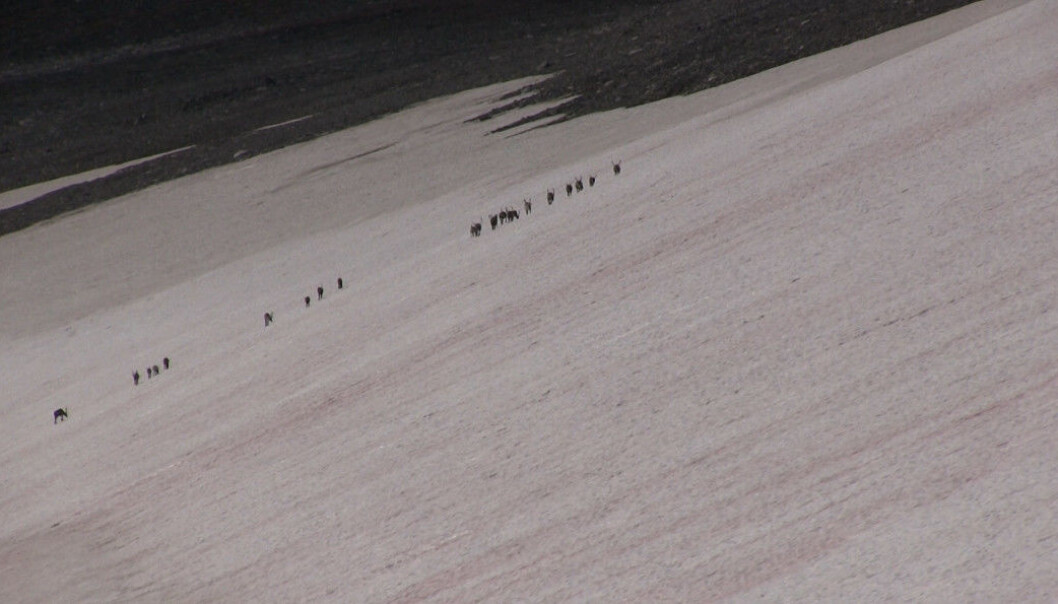 Reindeer head up the glacier. Although tame, the animals behave as they have done for thousands of years. Reindeer head up the glacier. Although tame, the animals behave as they have done for thousands of years.