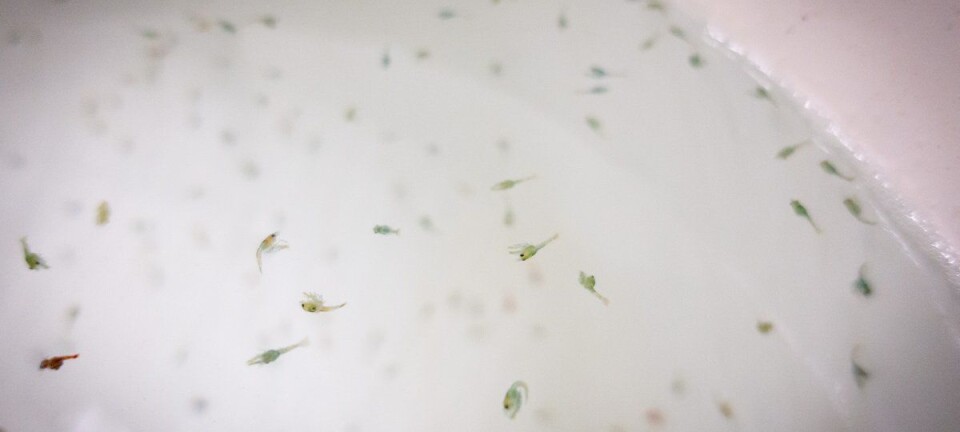 New lab experiments show anti-sea lice agent is highly toxic to lobster larvae