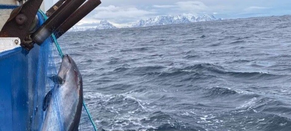 More than 2,800 porpoises die slowly in Norwegian fishnets each year
