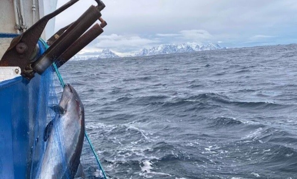 Porpoises can live up to 24 years old, but only a few live past the age of twelve. Death by fishnet is a major cause of early deaths.