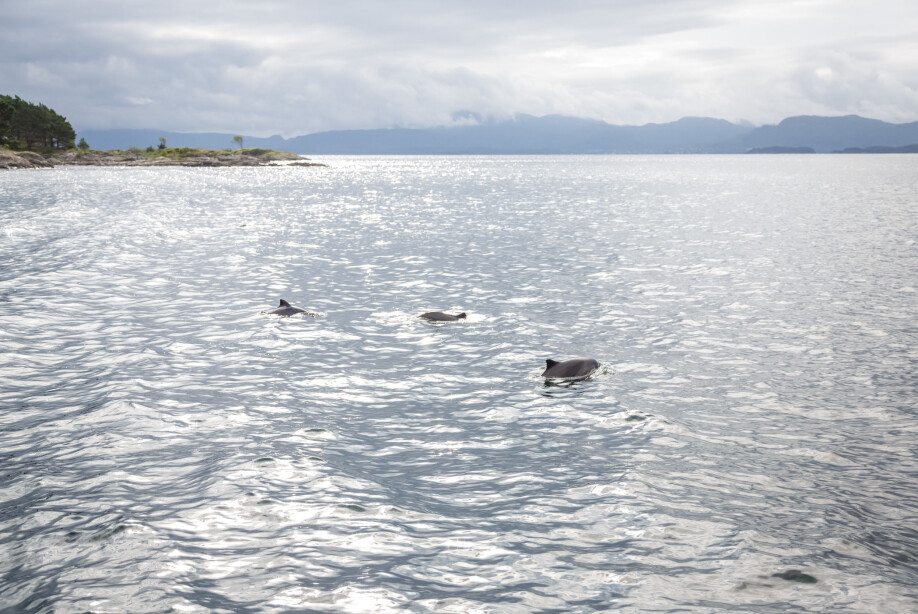These porpoises in Bjørnafjorden south of Bergen are three of approximately 170,000 porpoises in Norway.