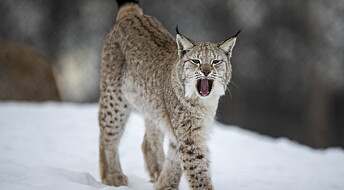How lynx hide their dinner from scavengers