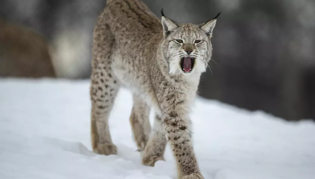 Eurasian lynx mainly prey on animals larger than themselves, like deer. And they don't like sharing their dinners.