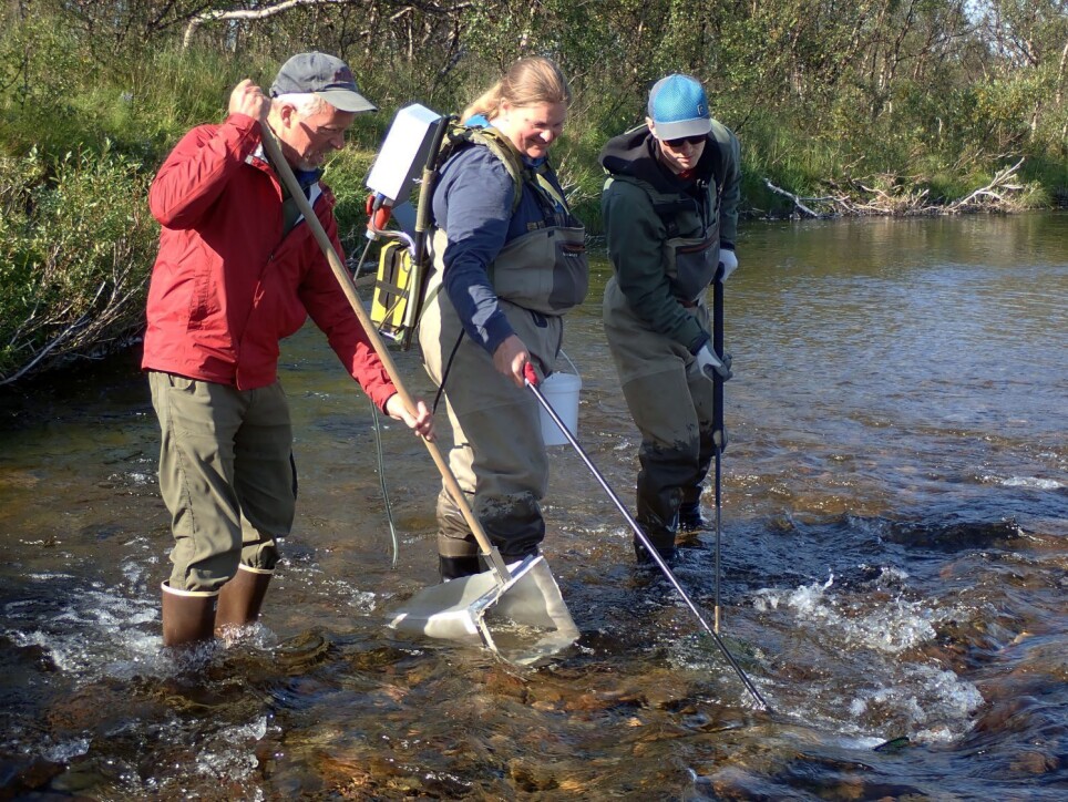 Field studies along Vesterelva river in Finnmark. Left to right: Mark Wipfli (University of Alaska Fairbanks), Jenny Jensen (Akvaplan-niva), and Erik Schoen (University of Alaska Fairbanks)