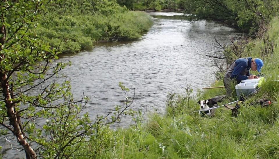 Field studies along Vesterelva river in Finnmark.