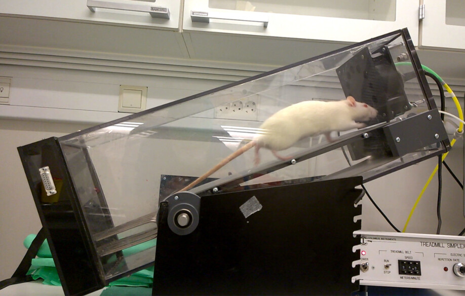 Research on rats with heart failure shows that exercise reduces the severity of the disease, improves heart function and increases work capacity.