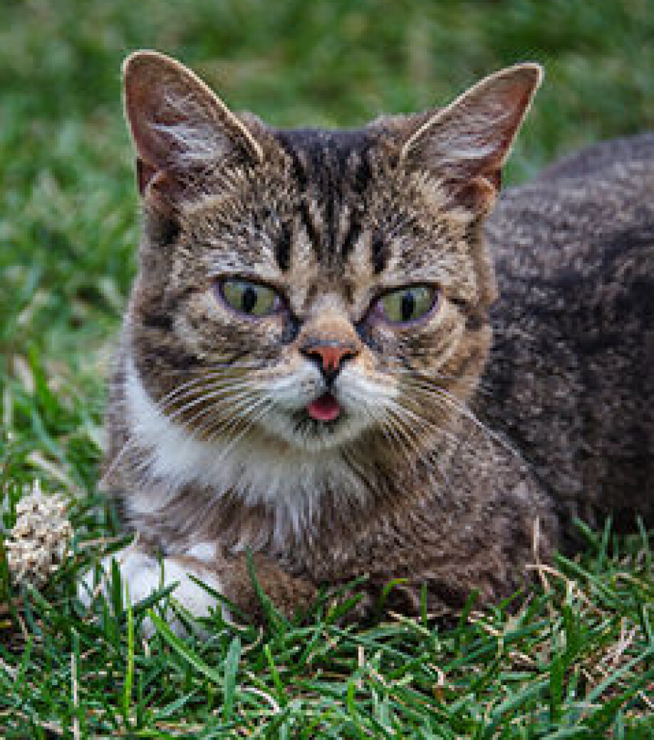 The cat Lil Bub has 3 million followers on Facebook. Here he is posing at the Internet Cat Video festival in 2012.
