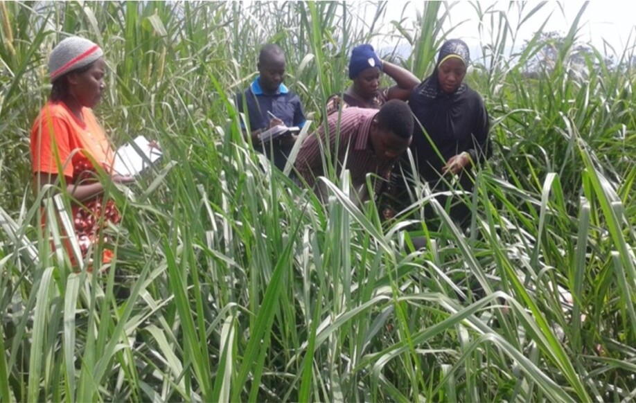 Brachiaria-grass grown on a project site in Tanzania.