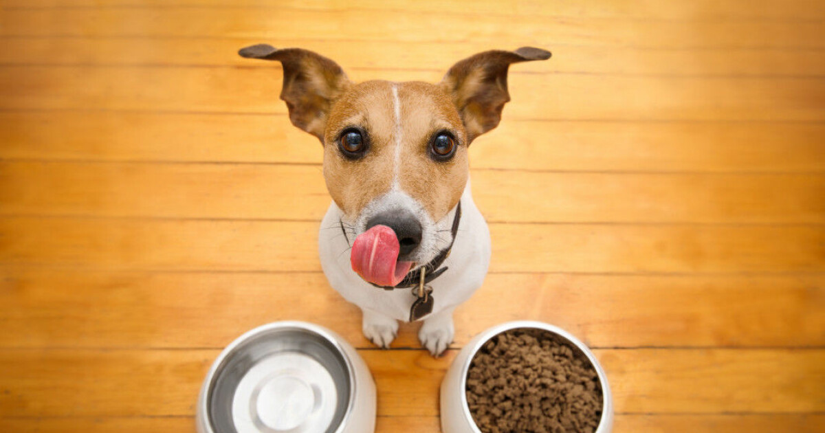 Production of pet food for cats and dogs leaves a considerable carbon paw  print