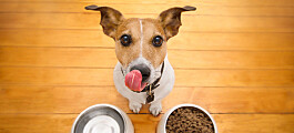 Production of pet food for cats and dogs leaves a considerable carbon paw print