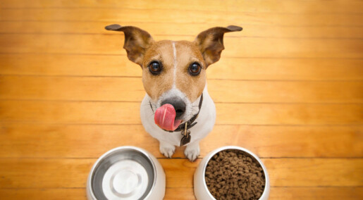 Production of pet food for cats and dogs leaves a considerable carbon paw print
