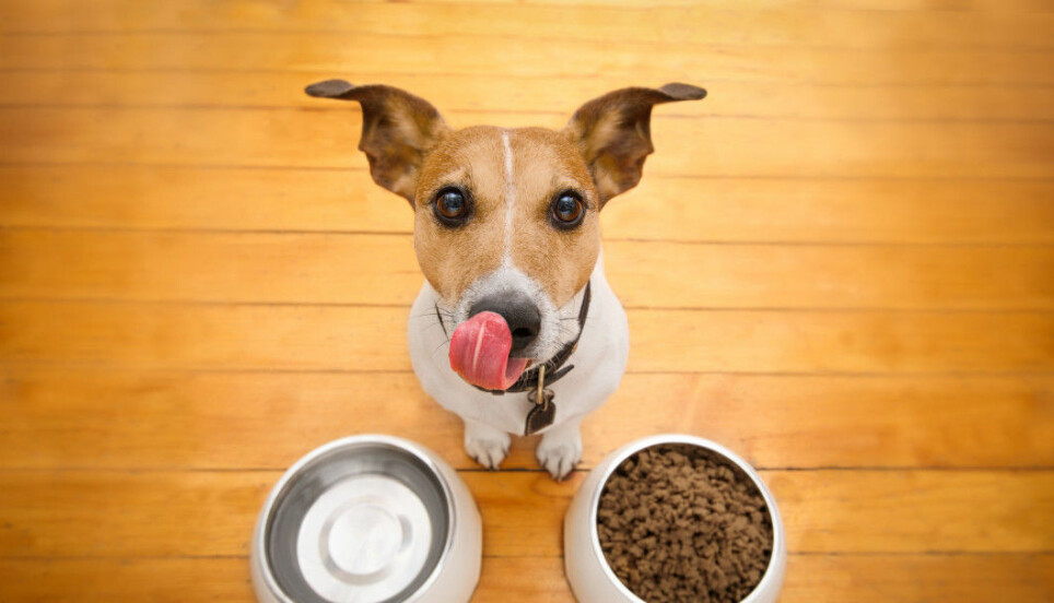 A Jack Russel terrier waits for permission to eat its food. Researchers say the production of pet food has a surprisingly negative effect on the climate.