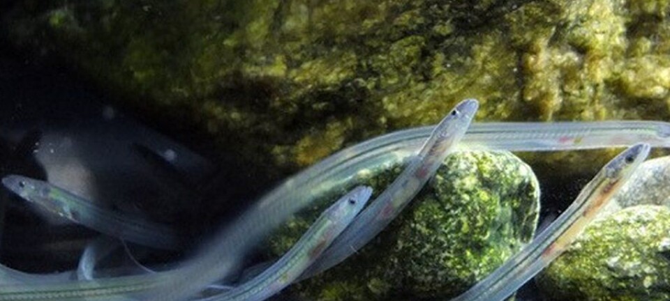 Mystery solved: the moon prevents eels from dying in the Arctic
