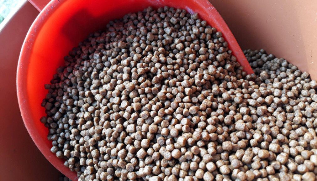 Today, the beta-glucan that Raa and Seljelid discovered is an ingredient in many types of animal feed, such as fish food pellets. Today, the beta-glucan that Raa and Seljelid discovered is an ingredient in many types of animal feed, such as fish food pellets.