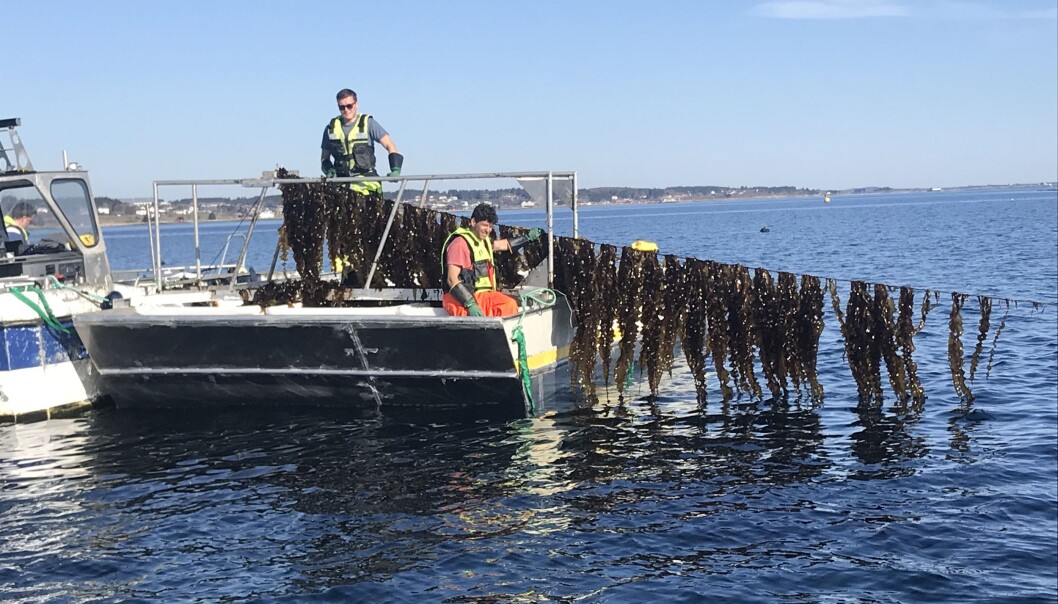 The environmental footprint of kelp farming is probably small; in fact, a kelp farm can contribute to several positive ecosystem services. The environmental footprint of kelp farming is probably small; in fact, a kelp farm can contribute to several positive ecosystem services.