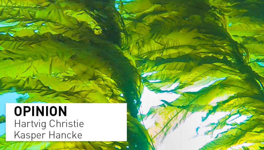 Seaweed and kelp are an important resource and will in the future likely be a much larger source of both human and animal diets, in addition to as raw materials in other industries. Seaweed and kelp are an important resource and will in the future likely be a much larger source of both human and animal diets, in addition to as raw materials in other industries.