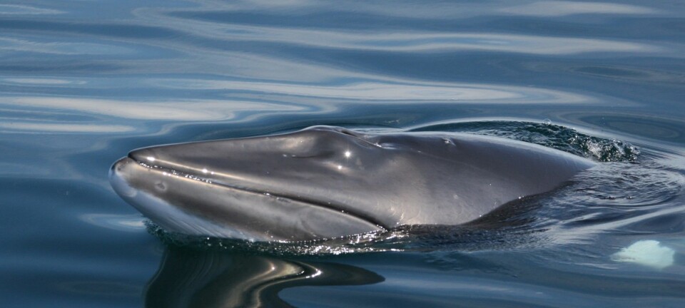 The first season of the minke whale hearing project has ended