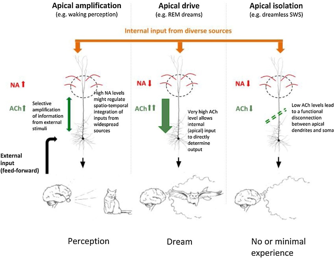 This is how dreams happen: Left: When we are awake, the pyramidal neurons in the cerebral cortex receive information about the world from the sensory organs. The cells interpret this in light of internal information from memory, and our experience is that we perceive things. In the middle: When we dream, the cells receive less input from the sensory organs. However, large amounts of the neurotransmitter acetylcholine change the condition of cells so that they are driven by internal information from inside the brain. Our experience is that we’re dreaming. Right: There is little acetylcholine in the cerebral cortex in dreamless sleep. The pyramidal neurons are disconnected, they receive no internal information and we don’t experience any dreams. This is how dreams happen: Left: When we are awake, the pyramidal neurons in the cerebral cortex receive information about the world from the sensory organs. The cells interpret this in light of internal information from memory, and our experience is that we perceive things. In the middle: When we dream, the cells receive less input from the sensory organs. However, large amounts of the neurotransmitter acetylcholine change the condition of cells so that they are driven by internal information from inside the brain. Our experience is that we’re dreaming. Right: There is little acetylcholine in the cerebral cortex in dreamless sleep. The pyramidal neurons are disconnected, they receive no internal information and we don’t experience any dreams.