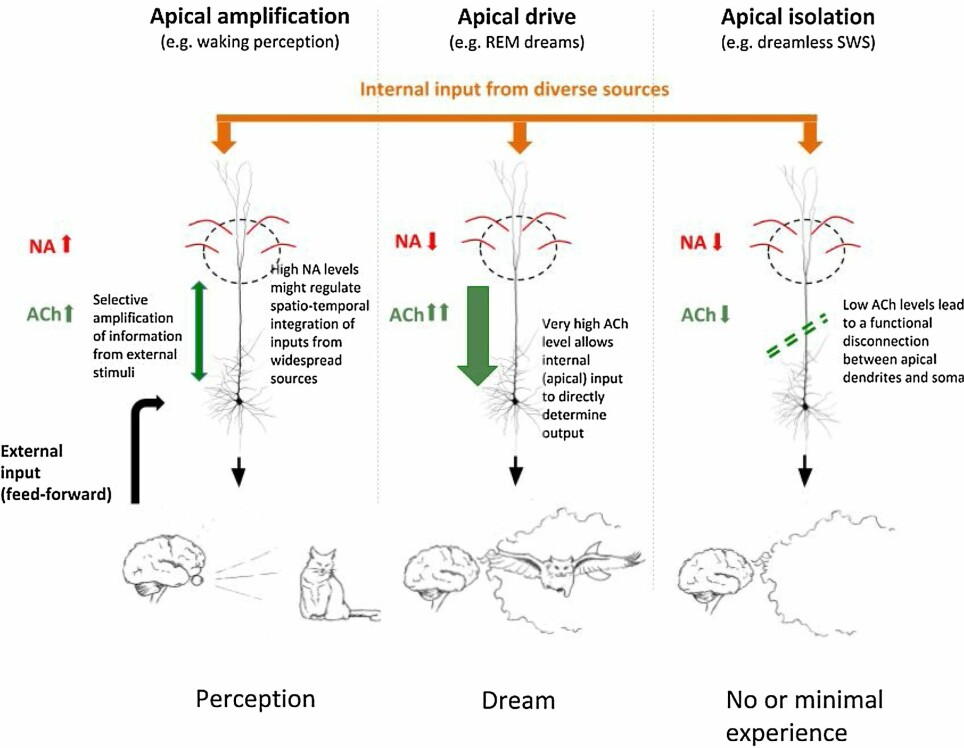 This is how dreams happen: Left: When we are awake, the pyramidal neurons in the cerebral cortex receive information about the world from the sensory organs. The cells interpret this in light of internal information from memory, and our experience is that we perceive things. In the middle: When we dream, the cells receive less input from the sensory organs. However, large amounts of the neurotransmitter acetylcholine change the condition of cells so that they are driven by internal information from inside the brain. Our experience is that we’re dreaming. Right: There is little acetylcholine in the cerebral cortex in dreamless sleep. The pyramidal neurons are disconnected, they receive no internal information and we don’t experience any dreams.