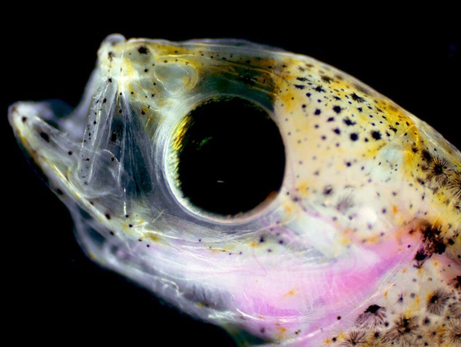 Larva of Atlantic haddock view through a stereomicroscope at the Austevoll research station.