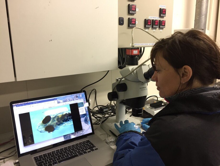 Elin Sørhus is immobilizing 3 days old larvae in gel to acquire images and videos for morphology analysis and cardiac function evaluation. Images and videos were taken using a camera mounted on a microscope. The larva in the image sits in the ventral position (laying on its back, yolk sac towards camera) to reveal the beating heart. (Photo: Sonnic Meier/HI)