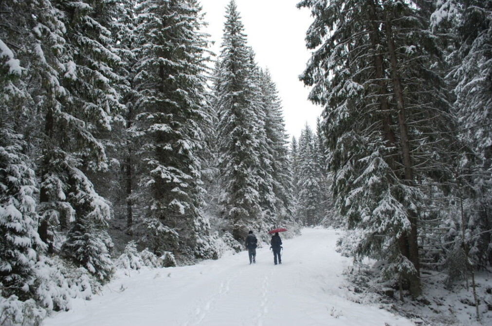 The spruce forest is dense, dark and towering when Mikkel Bølstad and journalist Elise Kjørstad walk up towards Skokjernfjellet. The spruce forest is dense, dark and towering when Mikkel Bølstad and journalist Elise Kjørstad walk up towards Skokjernfjellet.