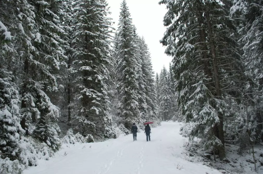 The spruce forest is dense, dark and towering when Mikkel Bølstad and journalist Elise Kjørstad walk up towards Skokjernfjellet.