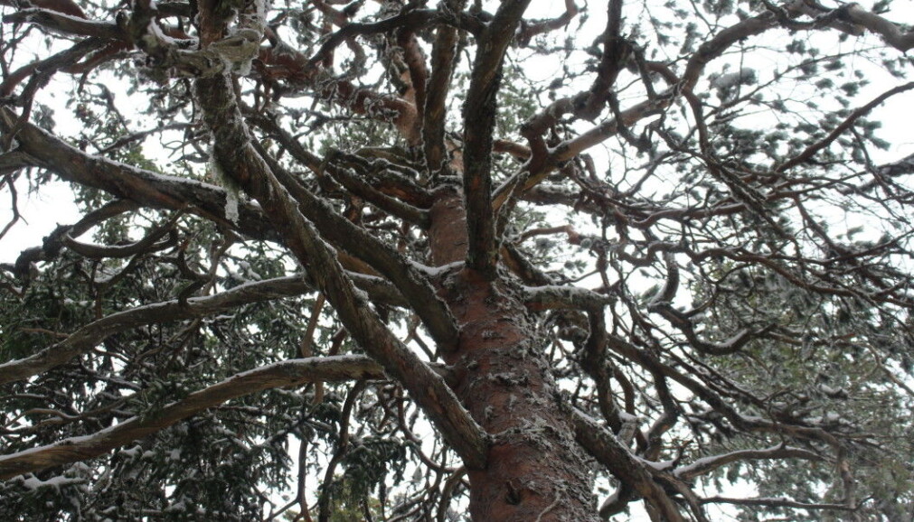 When pines have reached their maximum height, they begin to grow in width. This photo was taken a little deeper into the forest. When pines have reached their maximum height, they begin to grow in width. This photo was taken a little deeper into the forest.
