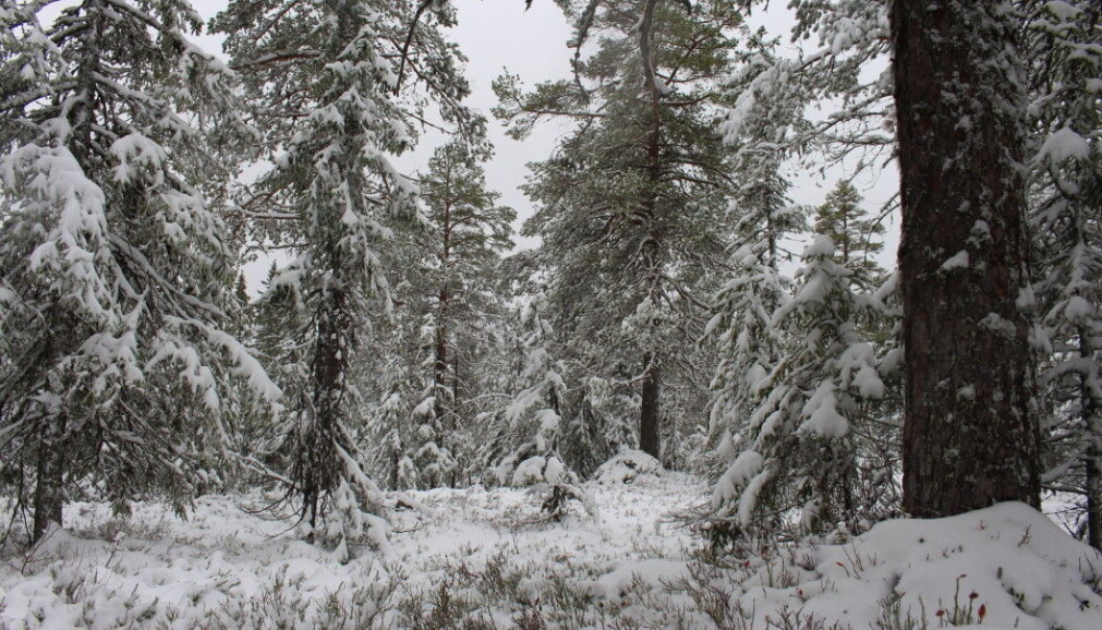 When pines have reached their maximum height, they begin to grow in width. This photo was taken a little deeper into the forest. When pines have reached their maximum height, they begin to grow in width. This photo was taken a little deeper into the forest.