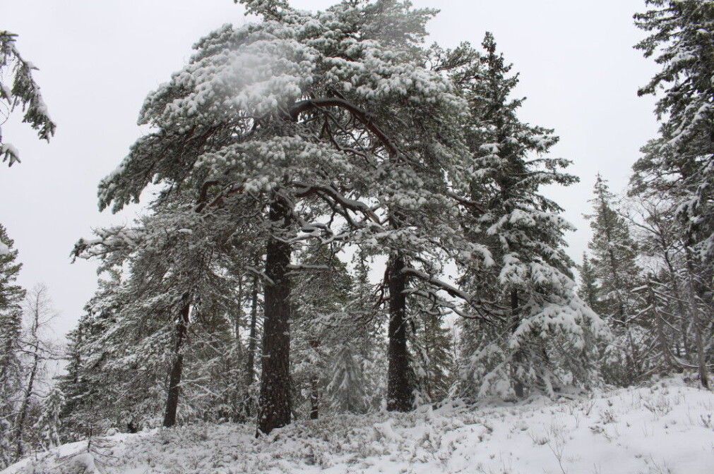 Different shapes of pines in the old forest. Different shapes of pines in the old forest.