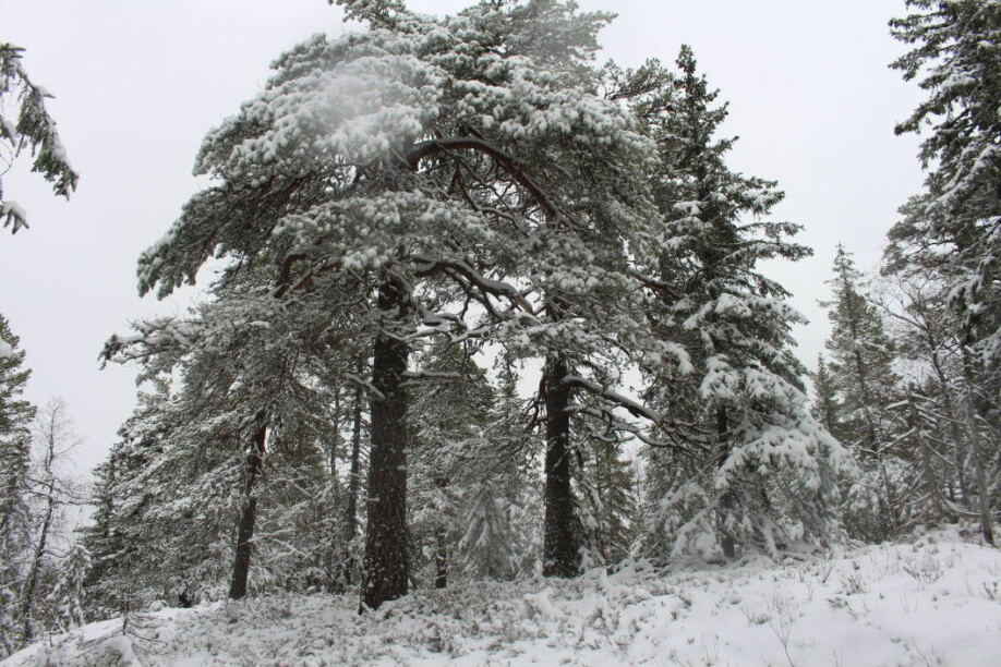 Different shapes of pines in the old forest.
